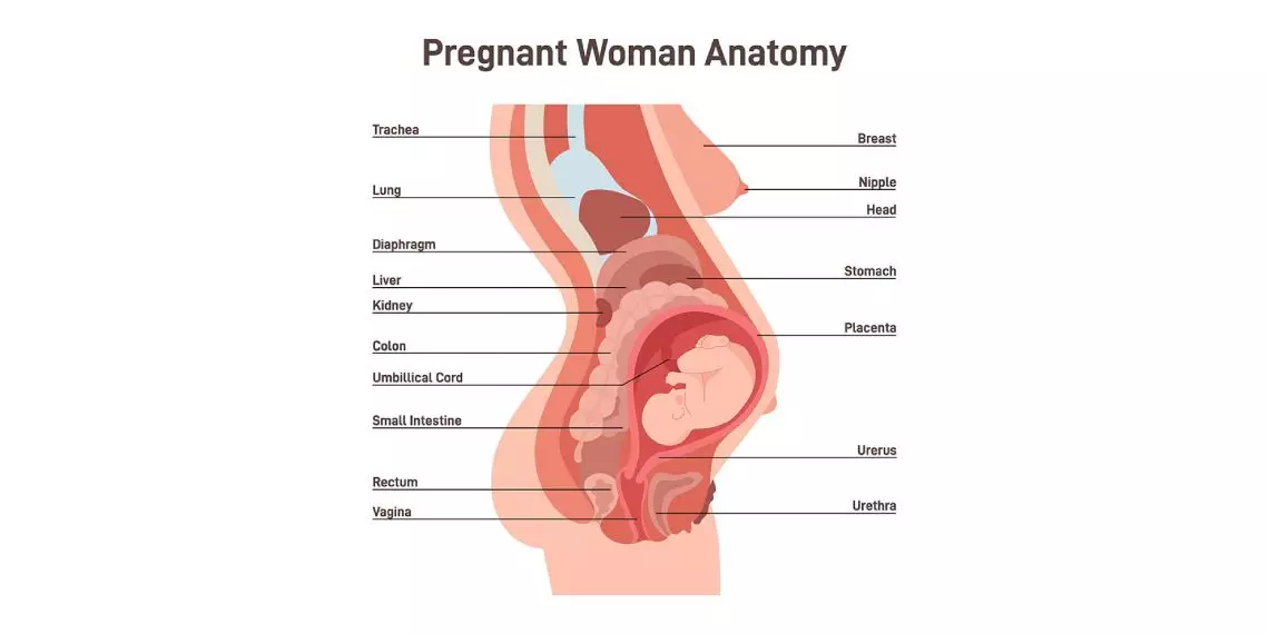 How Pregnancy Shifts Organs and Affects Breathing