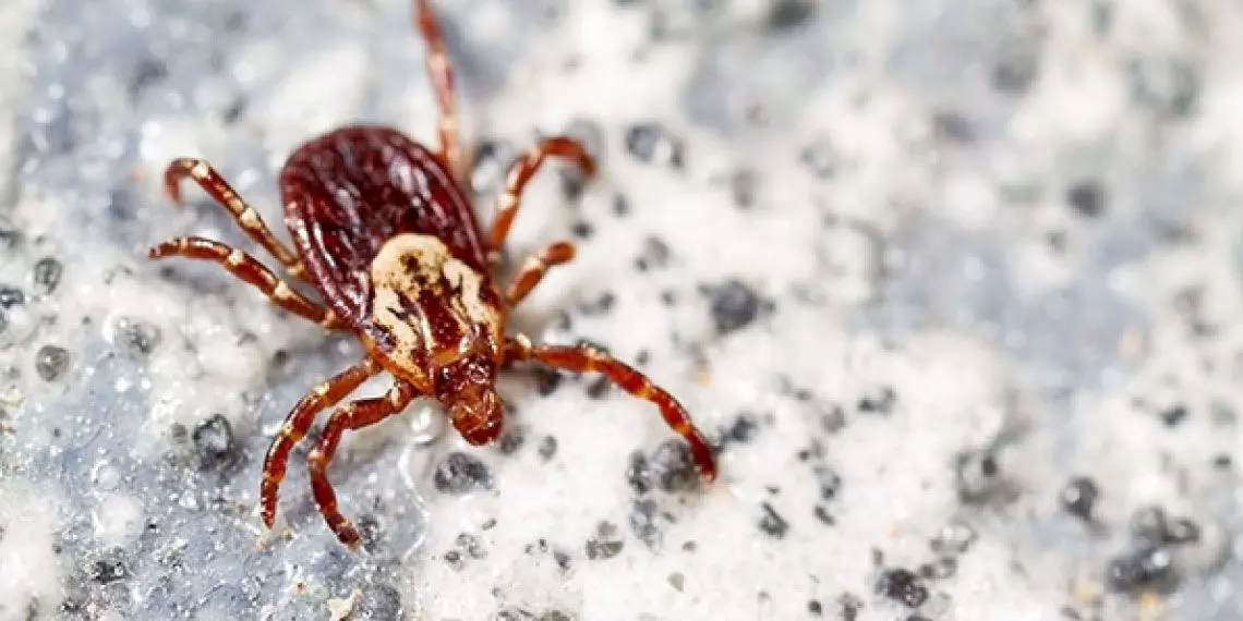 American dog tick identification